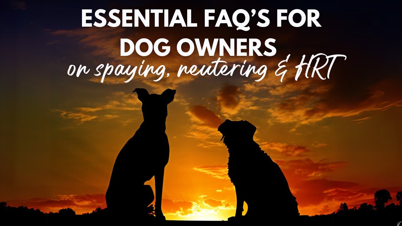 Spaying, Neutering, and HRT: Essential FAQs for Dog Owners