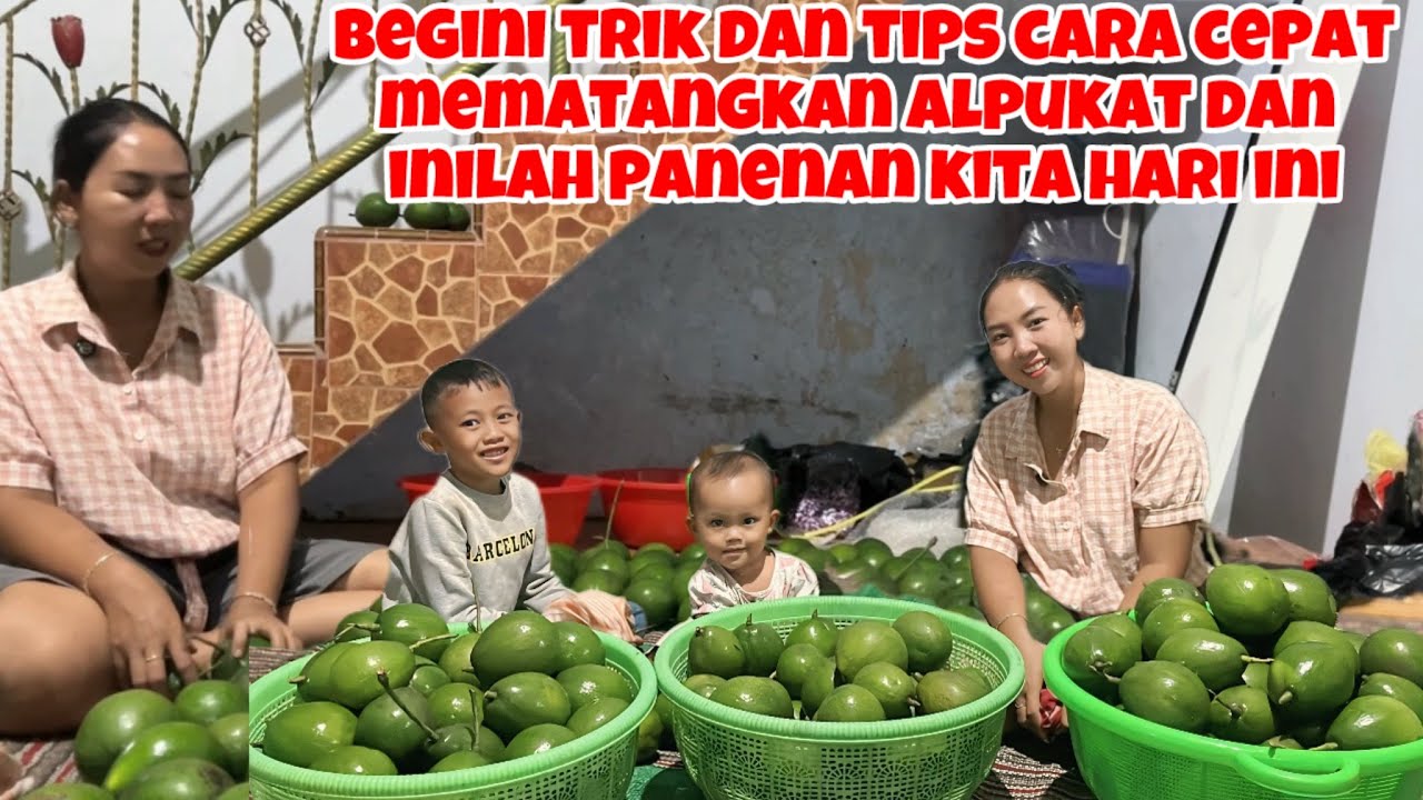BEGINI TRIK DAN TIPS CARA CEPAT MEMATANGKAN ALPUKAT DAN INILAH HASIL PANENAN KITA HARI INI