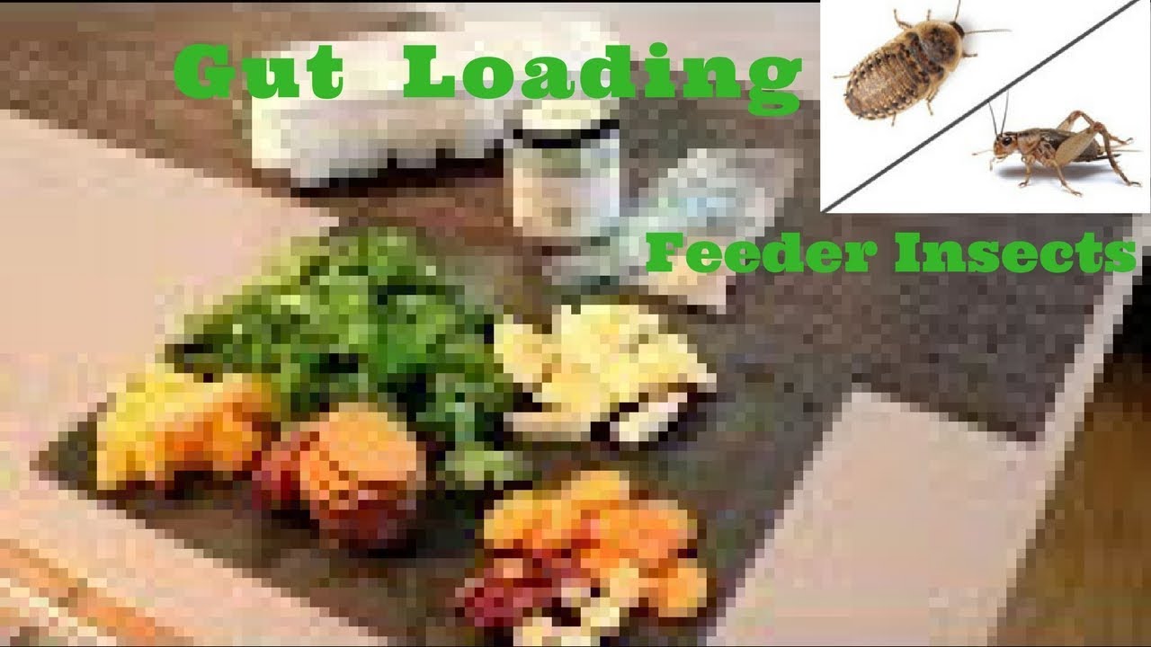 How To Gut Load Feeder Insects | Panther Chameleon Feeder Gutloading | DIY Gutloading For Chameleons