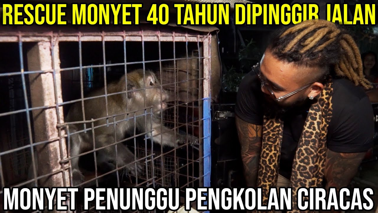 RESCUE MONYET 40 TAHUN DIPINGGIR JALAN MONYET PENUNGGU PENGKOLAN CIRACAS #AudreyA #KINGOFTHEJUNGLE