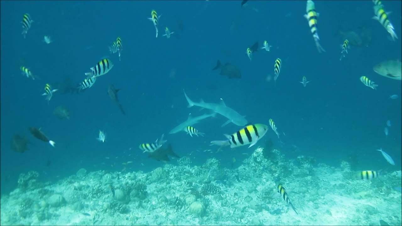 Maldives 2018 4