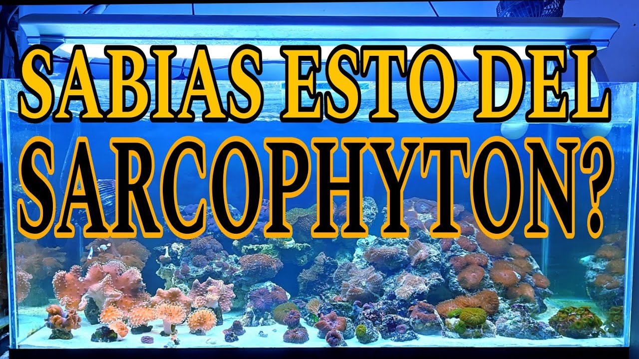 SABIAS ESTO DEL SARCOPHYTON?