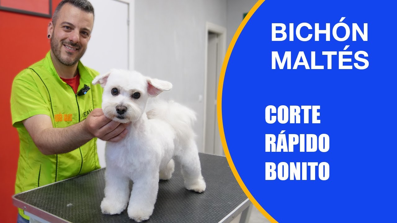Cómo cortar el pelo a perro MALTÉS con máquina, tijeras de peluquería canina con Rubén Arranz