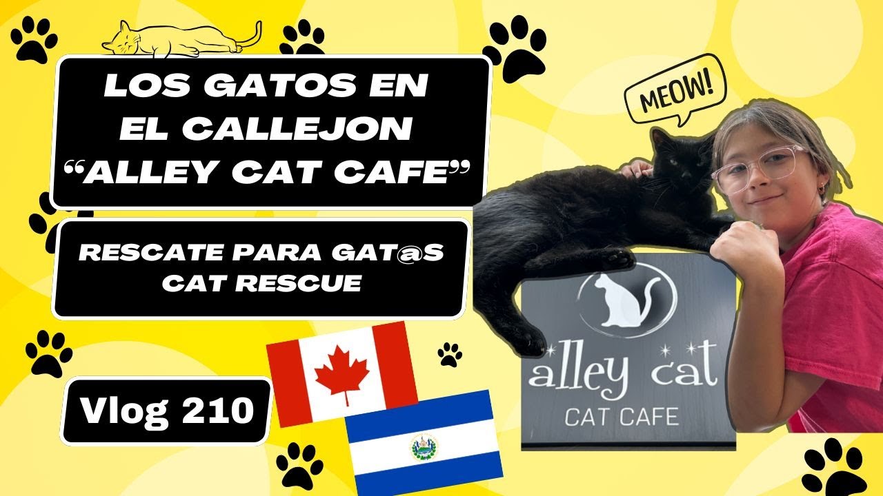 Alley Cat Cafe + amante de los gatos + Cat lover + rescate #canada #elsalvador #latina #cats #gatos