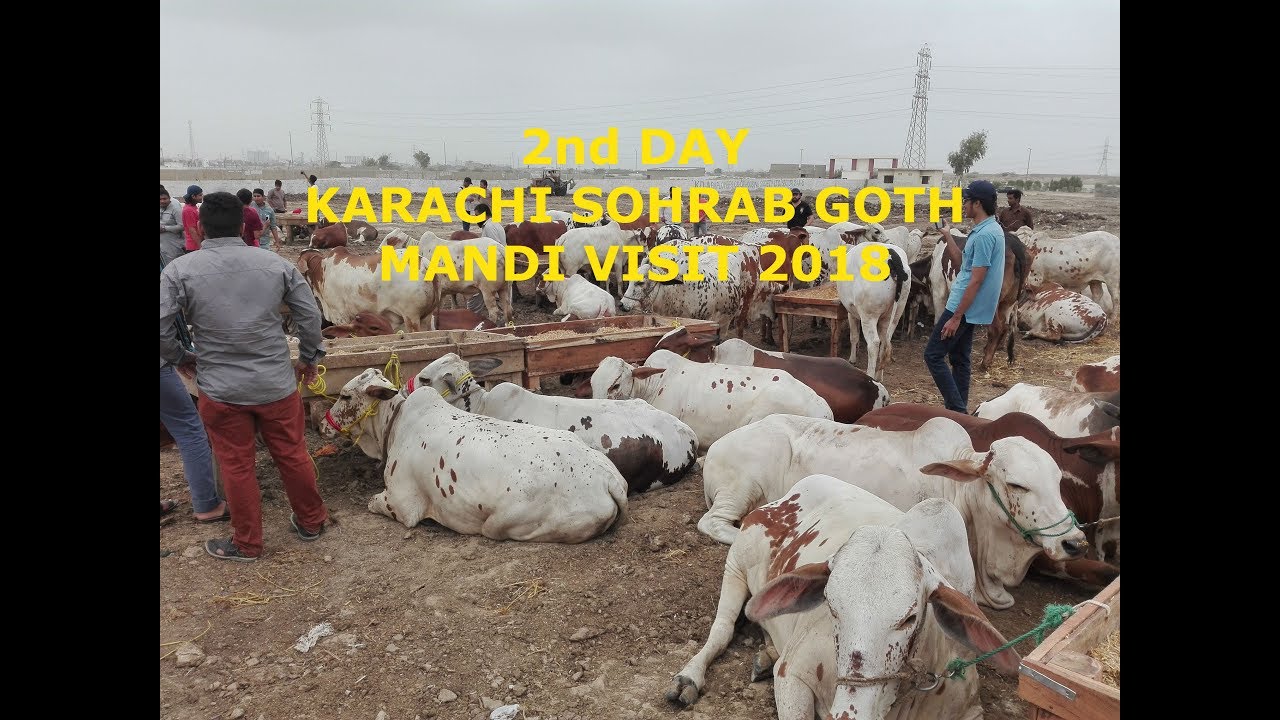 Sohrab Goth Mandi Visit 13 July 2018 - Bakra Eid 2018