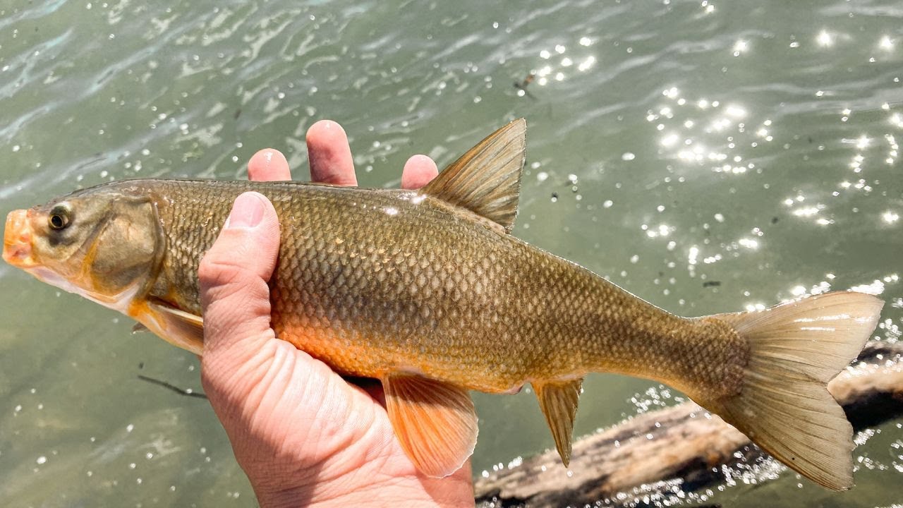 Easy Fish to Catch with the Family | Idaho Fishing