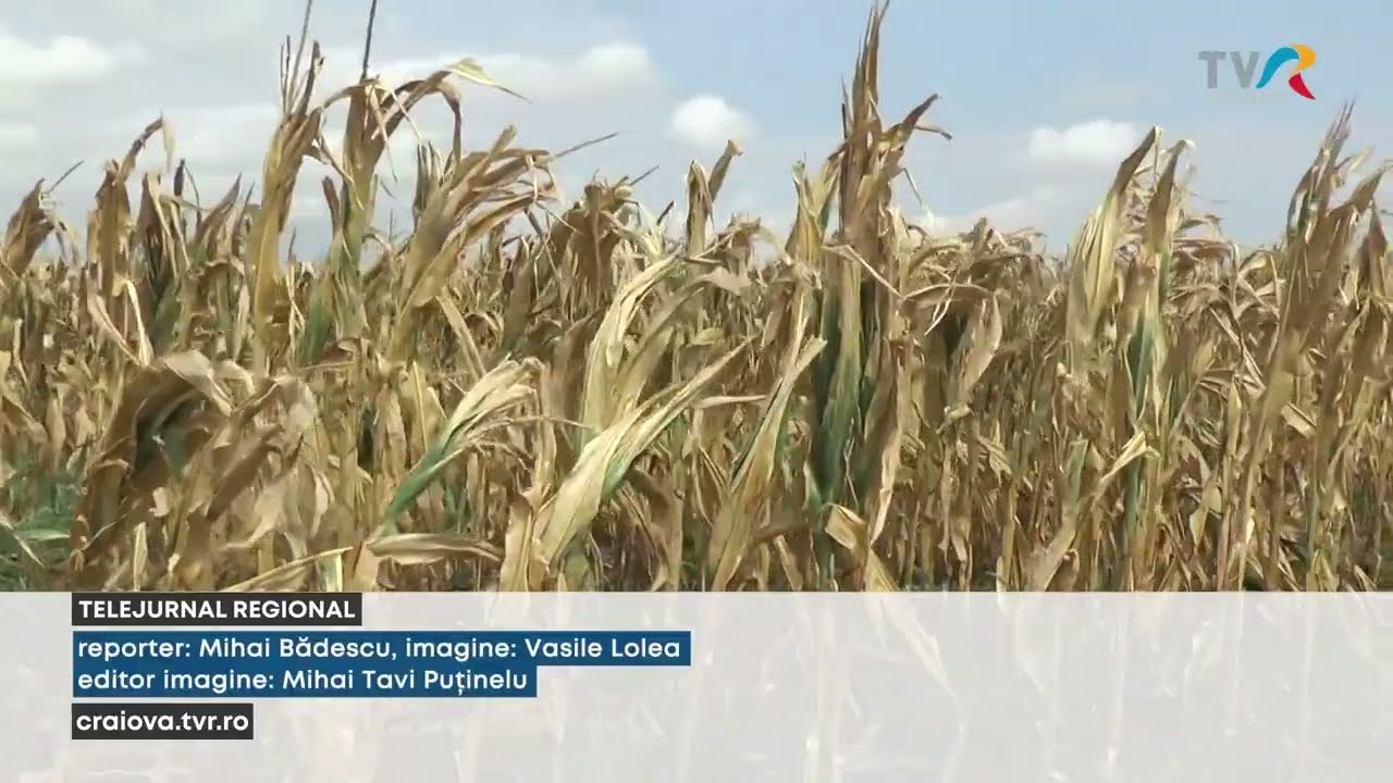 ȘI PĂGUBIȚI DE SECETĂ ȘI FĂRĂ DESPĂGUBIRI