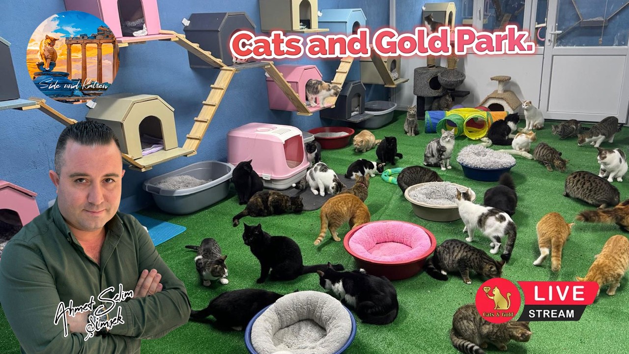 Cats and Gold Park.