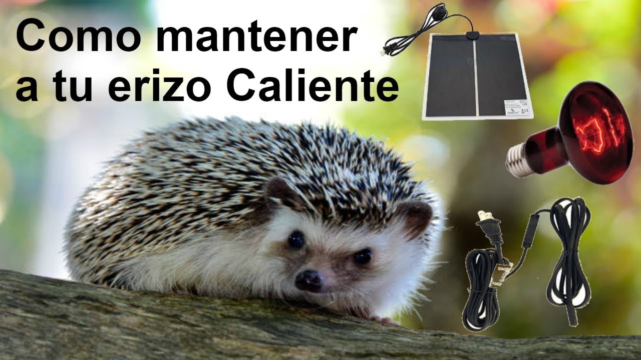 Temperatura ideal para tu erizo