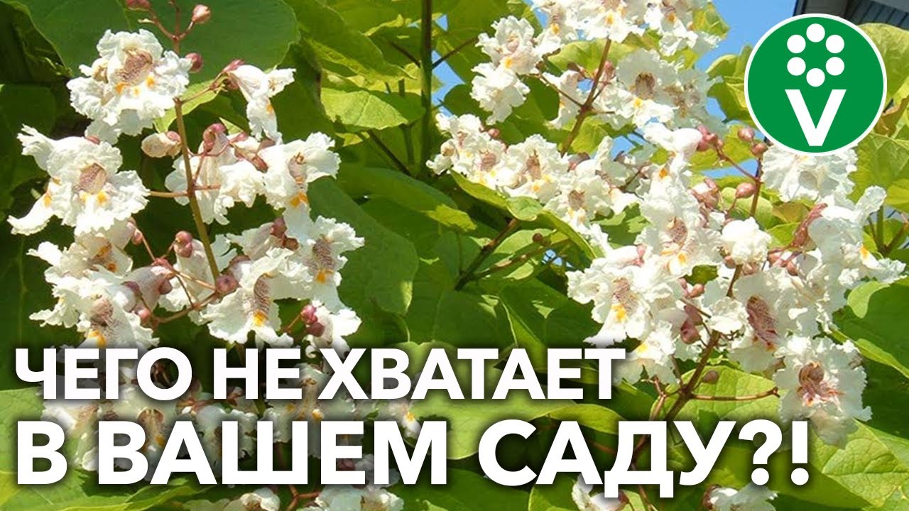 КАТАЛЬПА — ВСЕ, ЧТО ВЫ ХОТЕЛИ ЗНАТЬ О ВЫРАЩИВАНИИ! Редкое и прекрасное дерево для вашего сада!