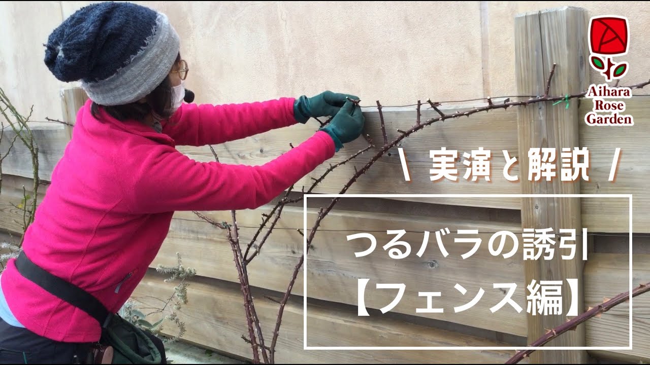 解説！つるバラの誘引【フェンス編】
