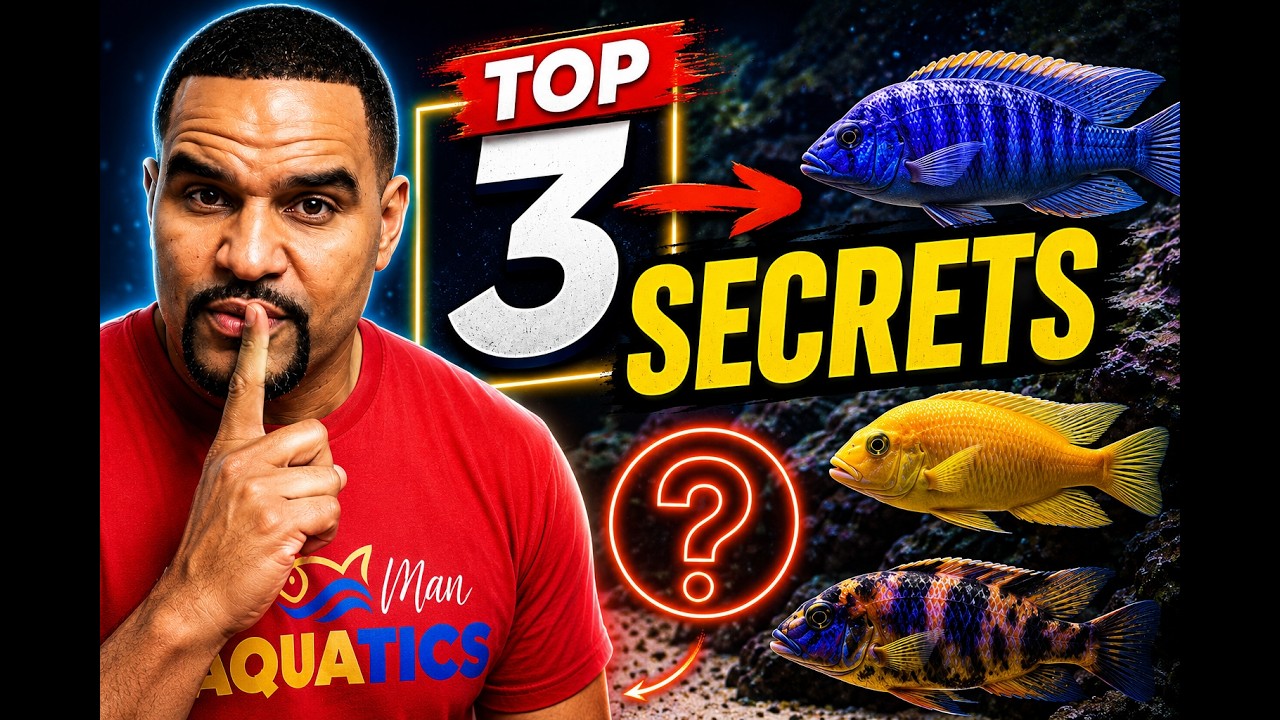 Before You Buy African Cichlids, Watch This