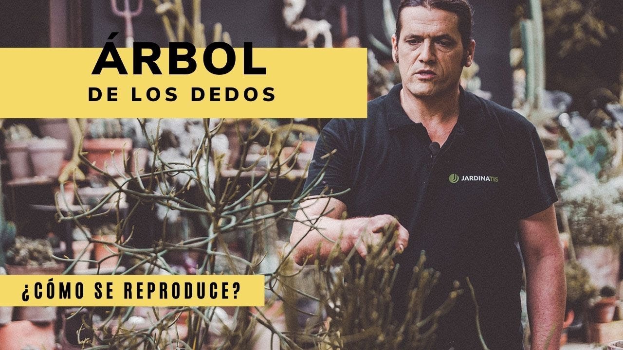 Árbol de los dedos: características y reproducción - Bricomanía - Jardinatis