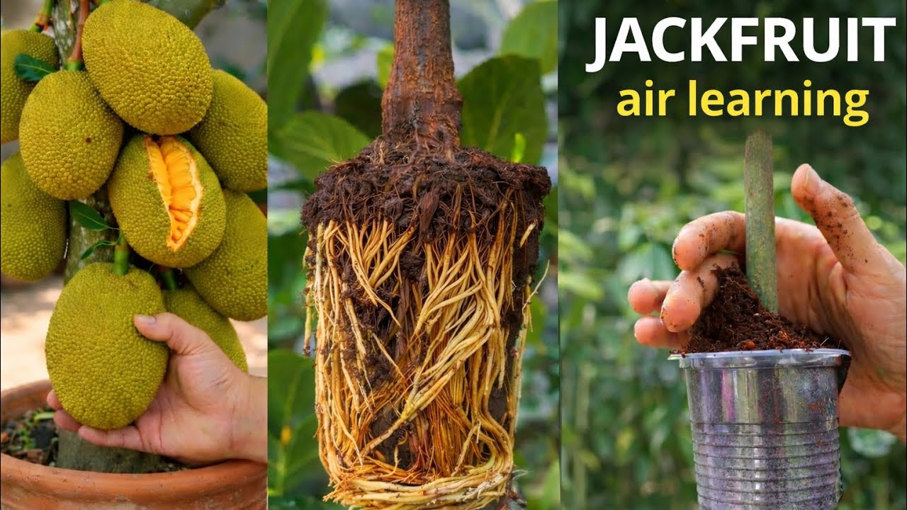 🌱 घर पर कटहल का पेड़ तेजी से उगाएं | आसान Air Layering विधि Step by Step 