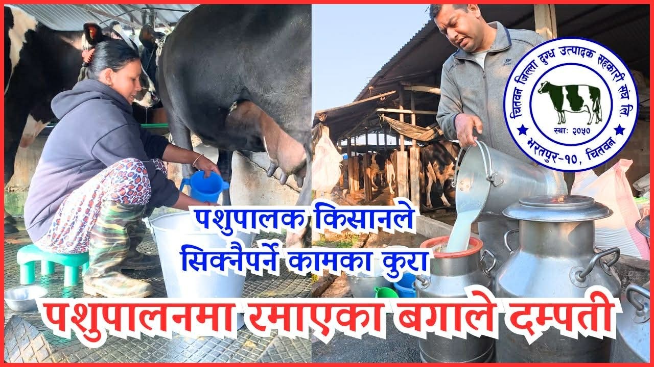|Cow Farming in Nepal | Kishor Bagale