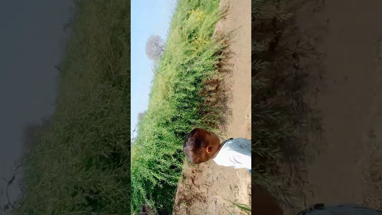 खेतों की खूबसूरत नजारे