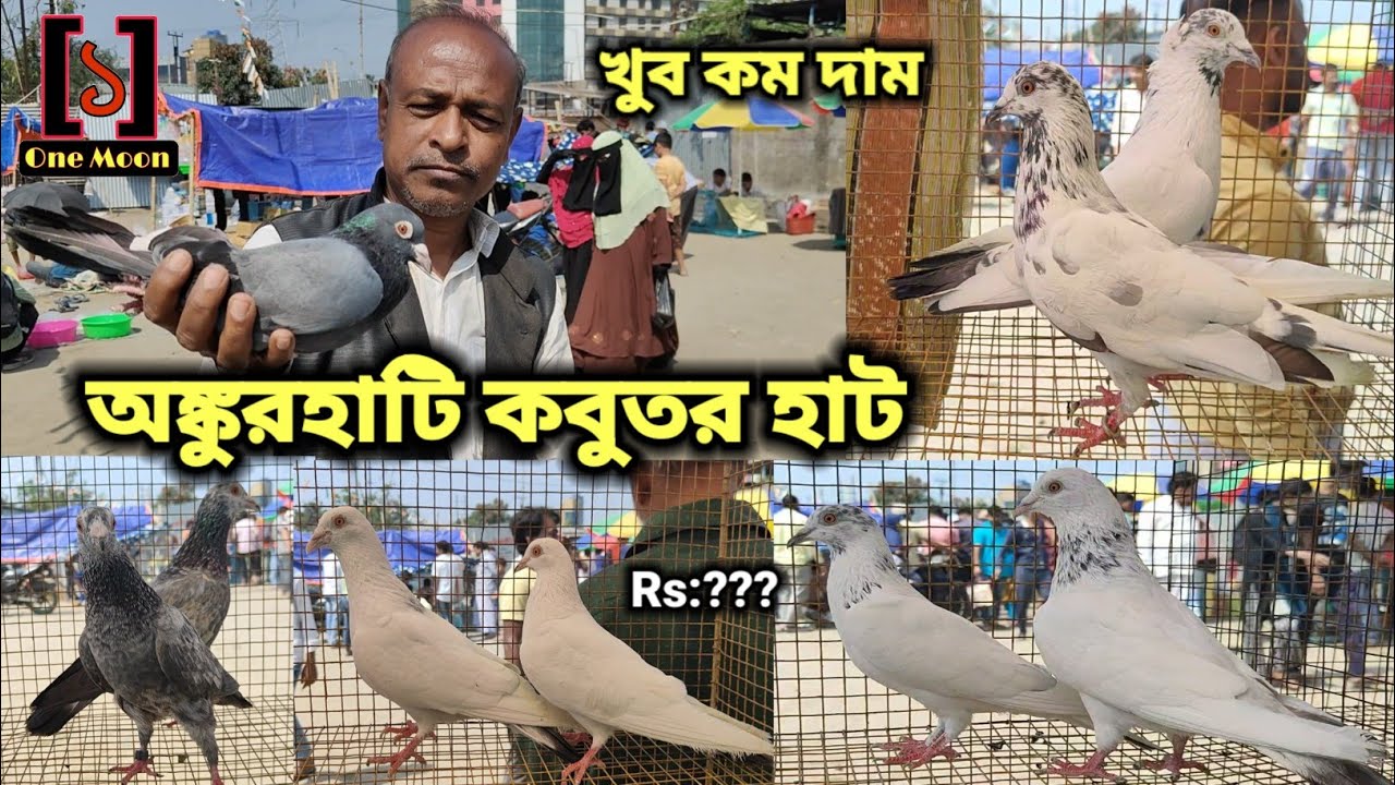 অঙ্কুরহাটি কবুতর হাট ০৮/০৩/২০২৪ ভিসিট | Ankurhati Pet market 08/03/2024 Price Update | One Moon