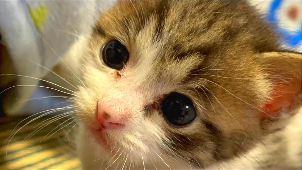 天使？赤ちゃん猫がうるうるおめめで見つめてくる…泣