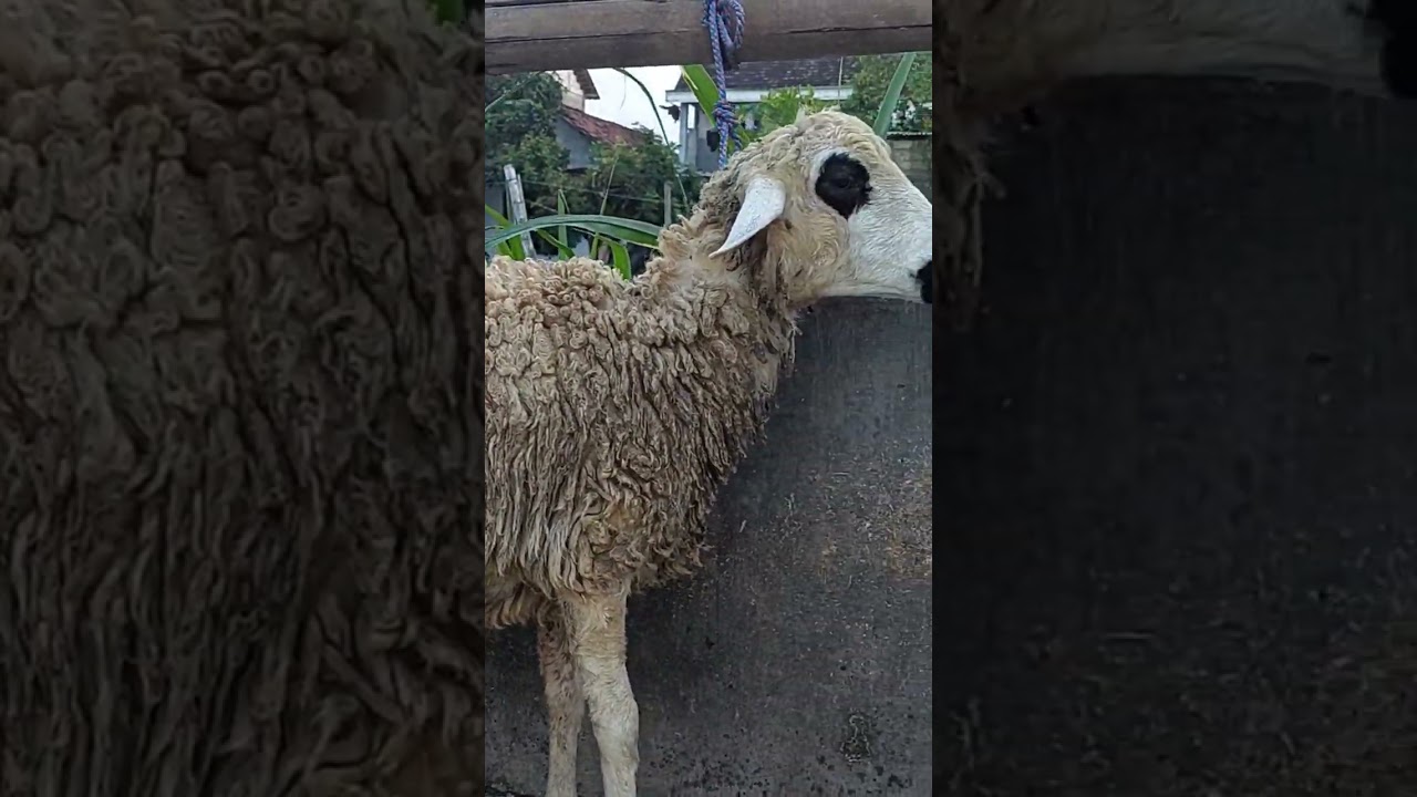 Jantan semuanya, umur -+7-8 bulanan murah meriah saja harga 2 gepit lebih sedikit saja#vlog #farming