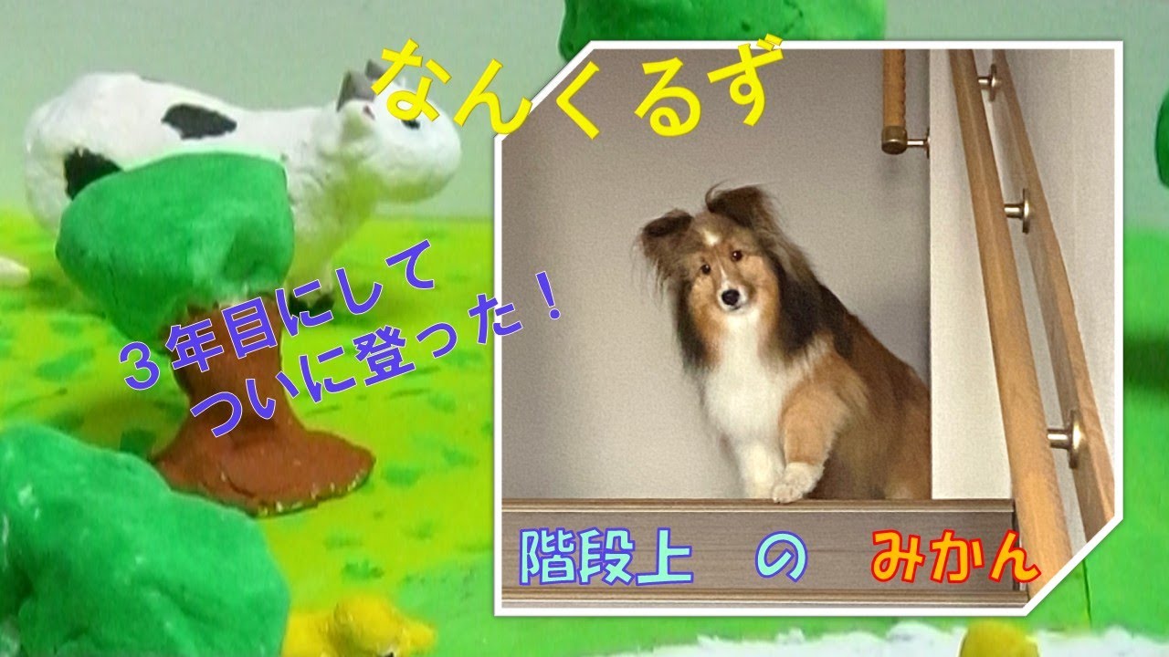 【みかんのステップアップ】３年目にしてついに階段を上れるようになったけど・・・