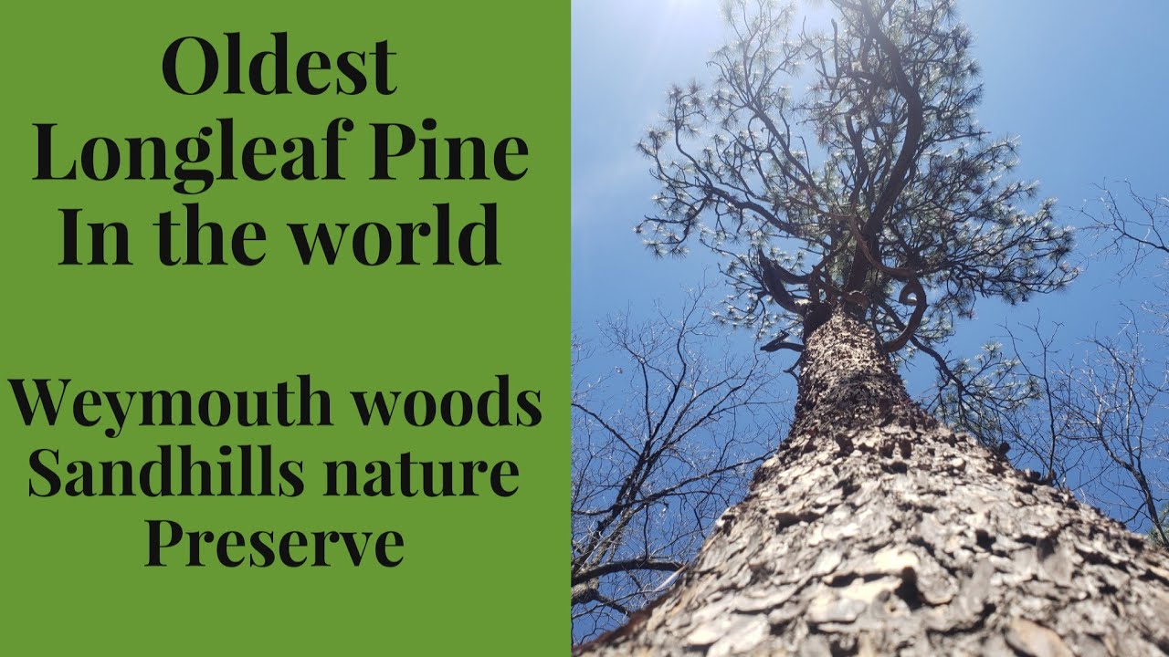 Oldest Longleaf Pine- Weymouth Woods Sand Hills Nature Preserve- VLOG 41