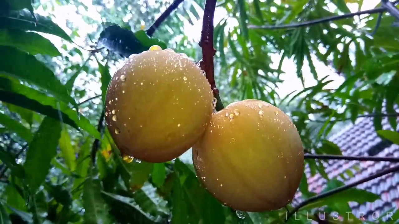 Relaxing/rain season/Sri Lanka/