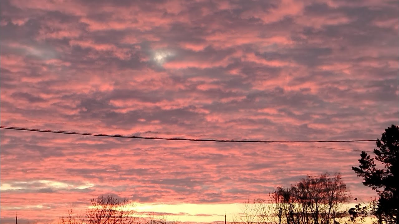 В Лемано Про и вет клинику. 