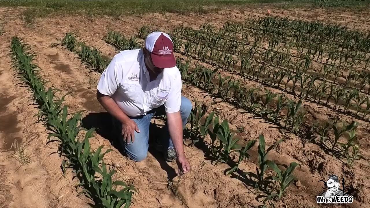 Enlist Corn Tolerance to Graminicides - In the Weeds
