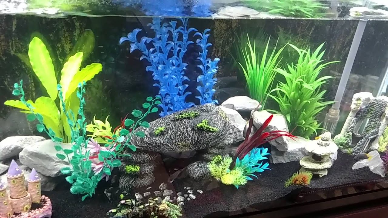 55 gallon running with the fluval 306!