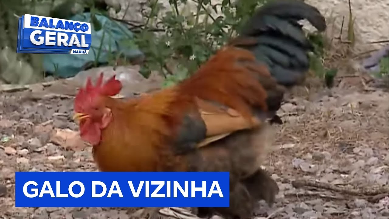 Galo da vizinha não deixa a vizinhança dormir
