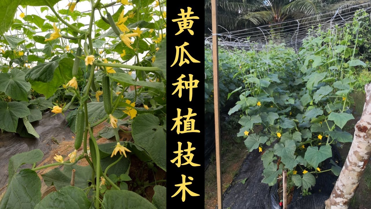 农业 2021: 种植 2021｜黄瓜种植技术｜GET Agriculture