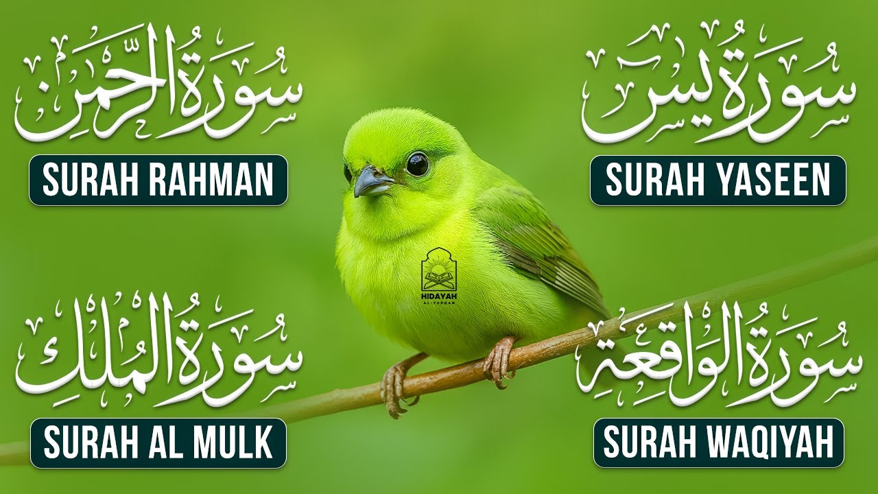 Surah Yaseen (Yasin) | Surah Rahman | Surah Waqiah | Surah Mulk | Most Beautiful Quran Recitation