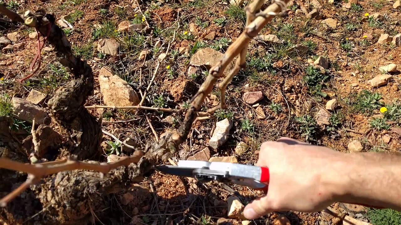 Técnicas de reducción del riesgo de helada en viñedo