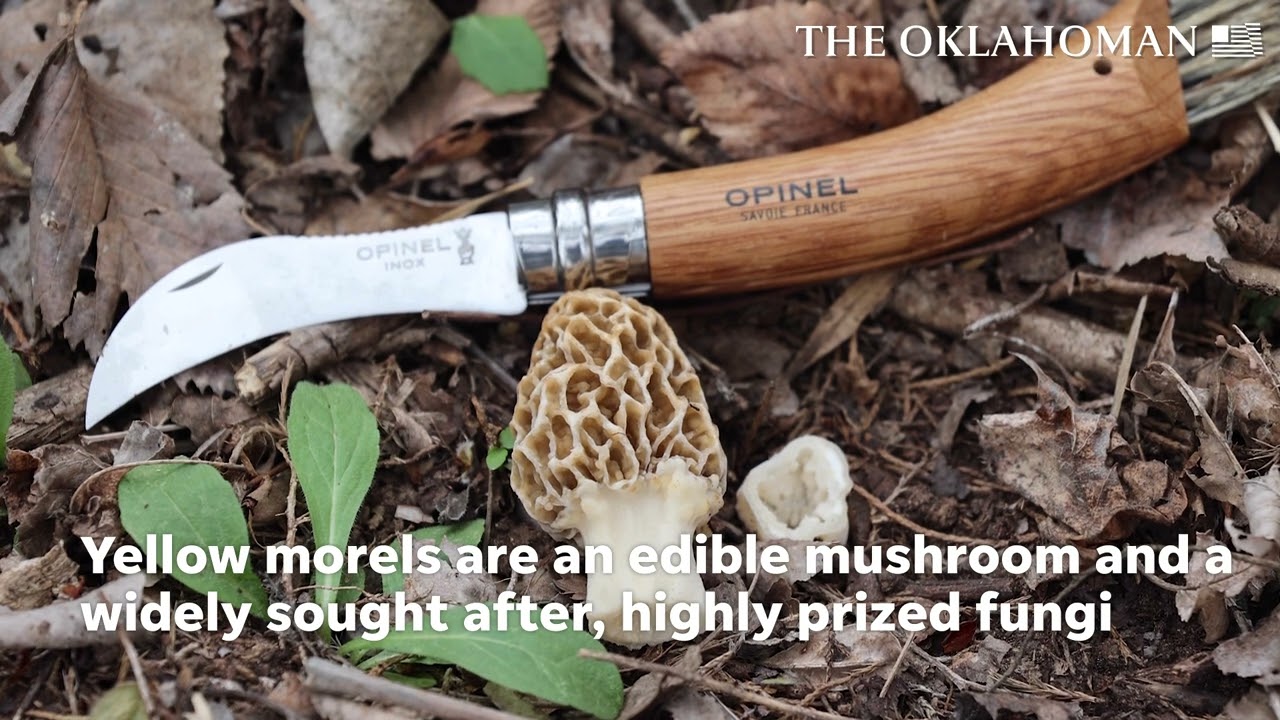 Join Jacob DeVecchio on his hunt for Yellow Morel mushrooms