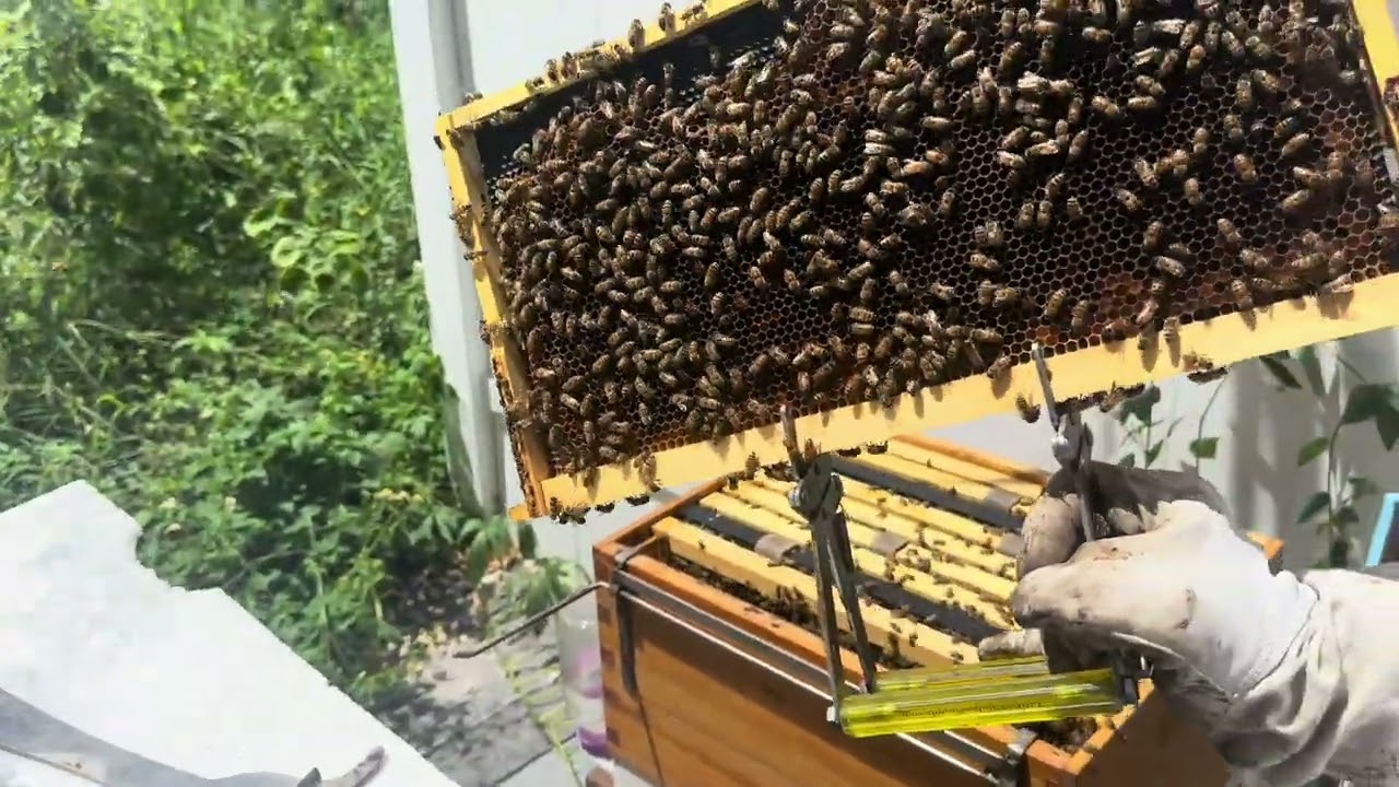 After a swarm don’t panic! #southflorida #westpalmbeach #Beekeeper #BeeKeeping #Beefit