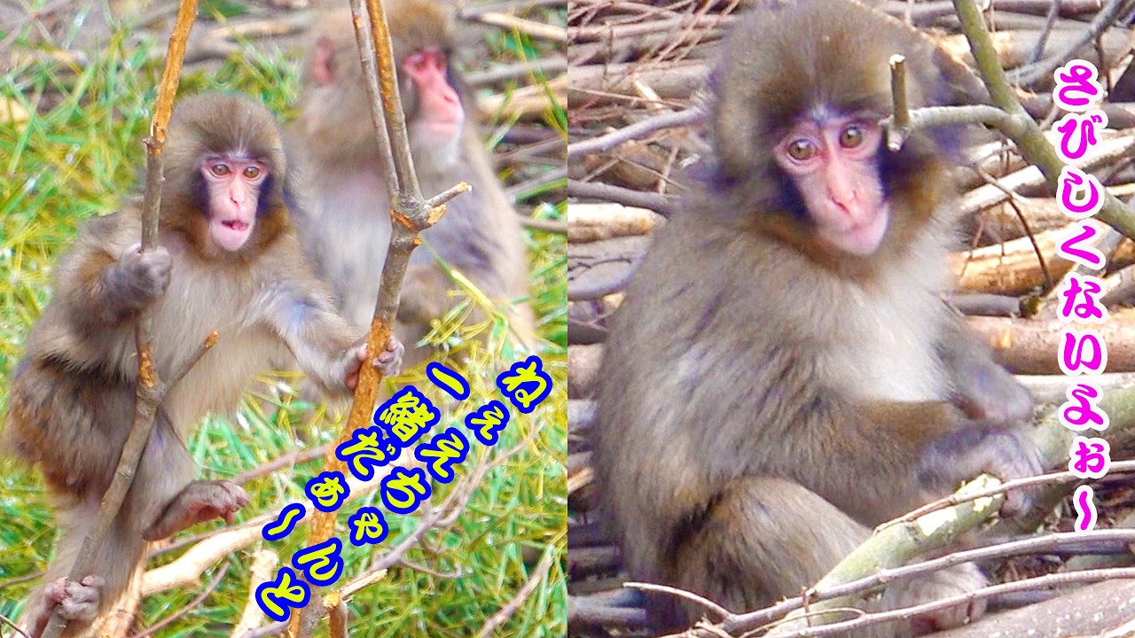 🐒 今日の#がんばれパンチ！🦧お姉さんと一緒で〜すPart１💭 木々の遊戯広場のジャングルジムで隠れん坊！ねぇちゃんが居るから安心だぁ〜😊 僕はお猿のパンチ〜君だよ！😆　遊びタイム編 🧸Aせ