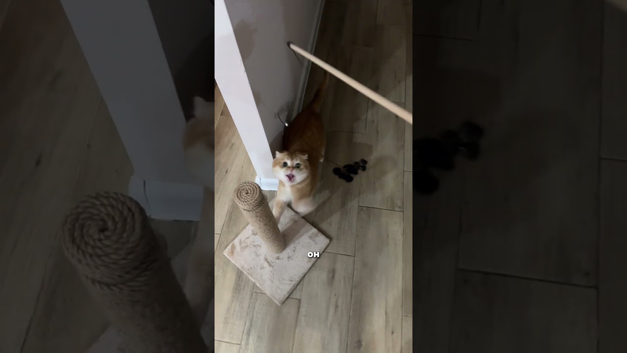 а вы знали об этом? сохраняйте артикул на паучка с ЯМ: YM10453238 #коты
