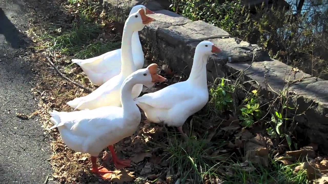 Sounds of White Geese Honking