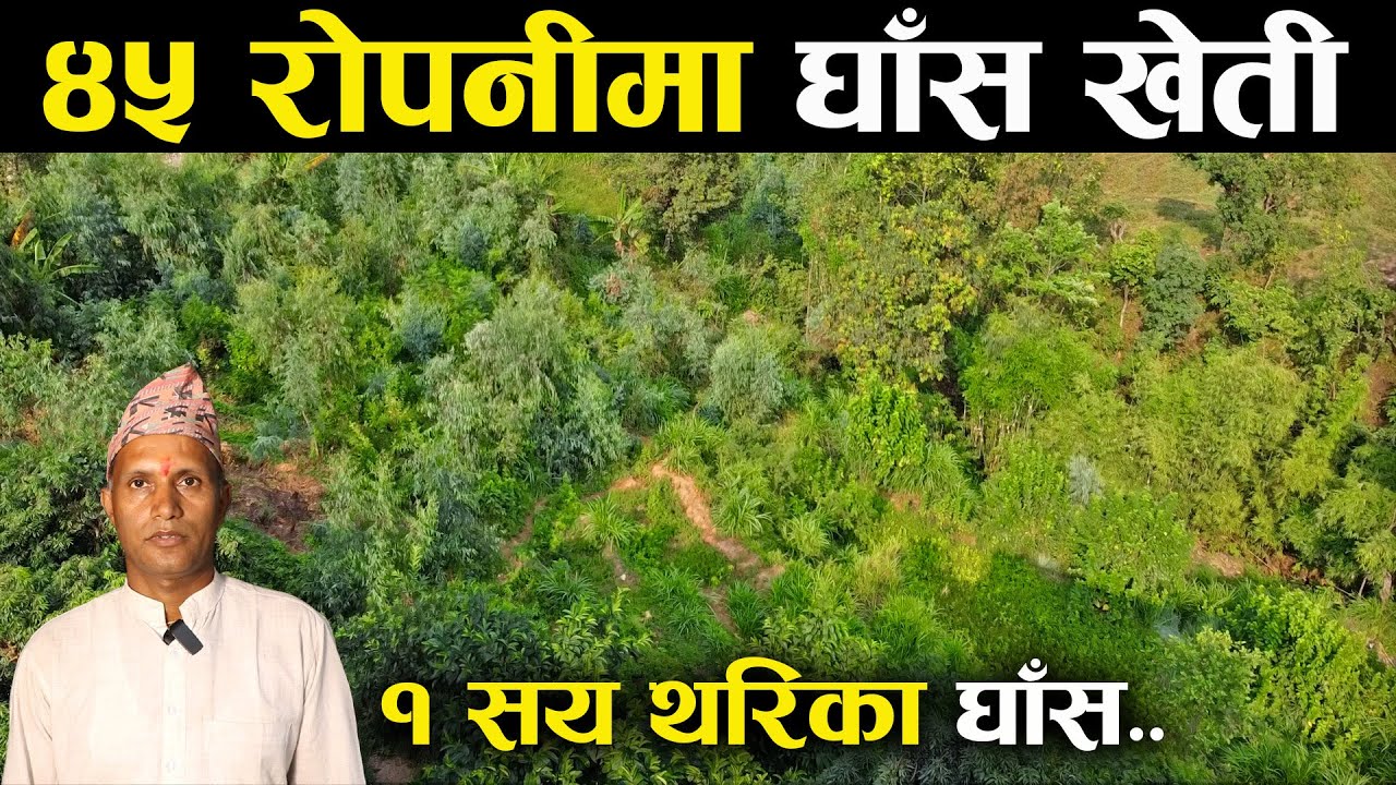 १ सय थरिका घाँसको बिउ पाईने ठाउँ - Grass farming