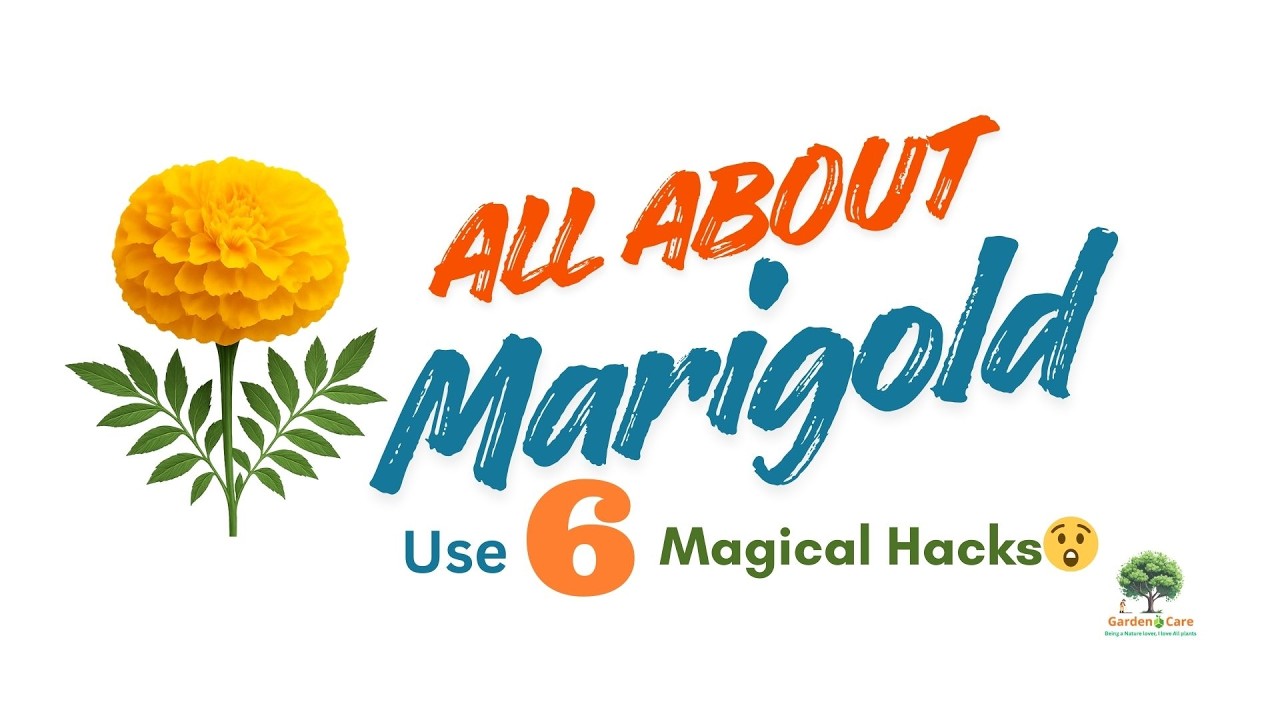 Marigold | Marigold Plant Care | 6 Tips to Get More Flowers 