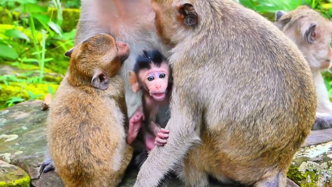 Small to wake up is not able to stay calm...SO CUTE MONKEY...!