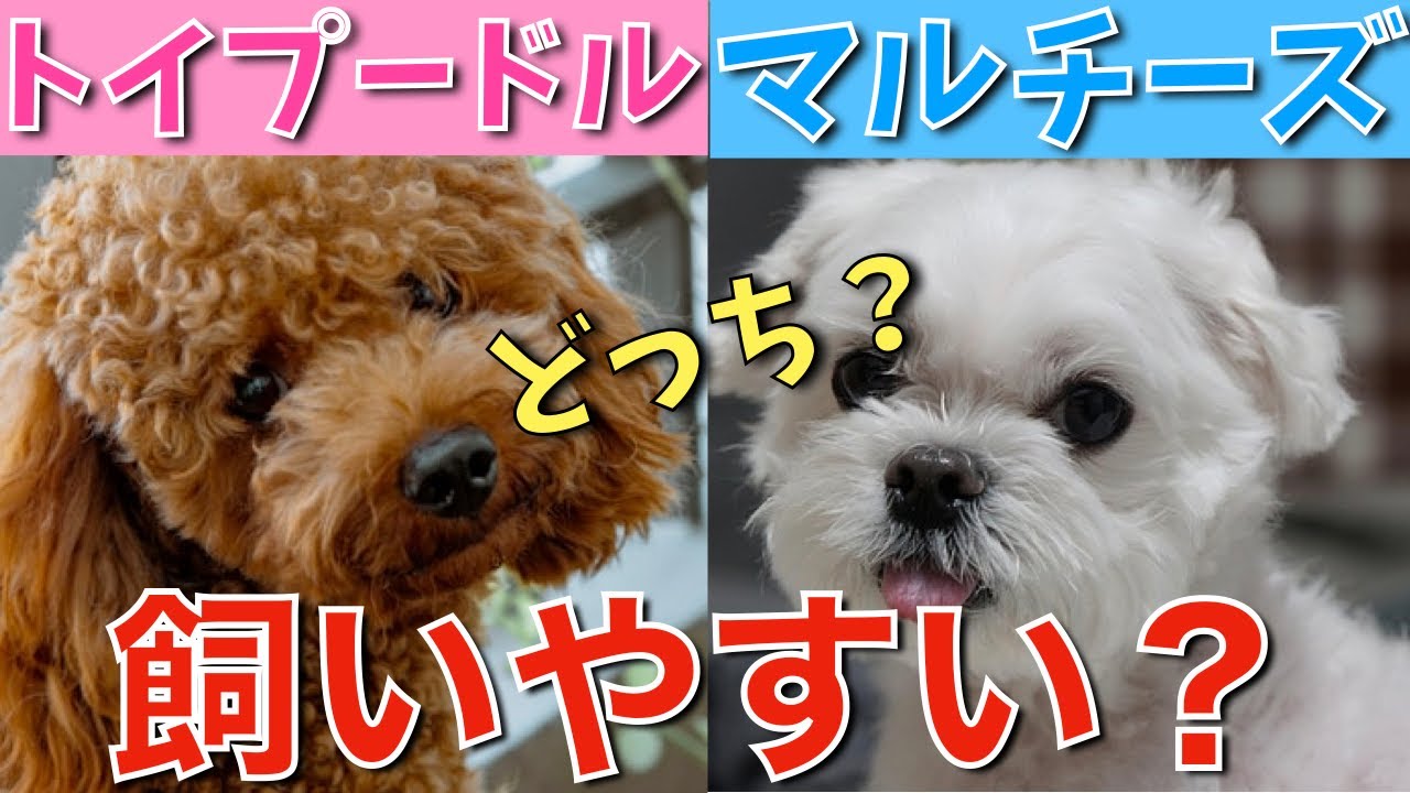【徹底比較】結局トイプードルとマルチーズどっちが飼いやすい？現役店長がタイプ別に断言！