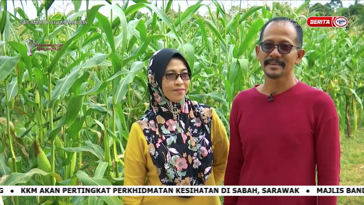 11 DISEMBER 2022-SPM-LADANG JAGUNG GAMIN