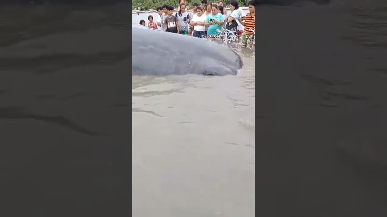 BALYENA SA BRGY. SUBA, DIMASALANG, MASBATE | JUNE 26, 2022