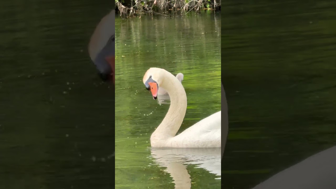 Schwan putzt sein Gefieder im Wasser bei Burg Linn
