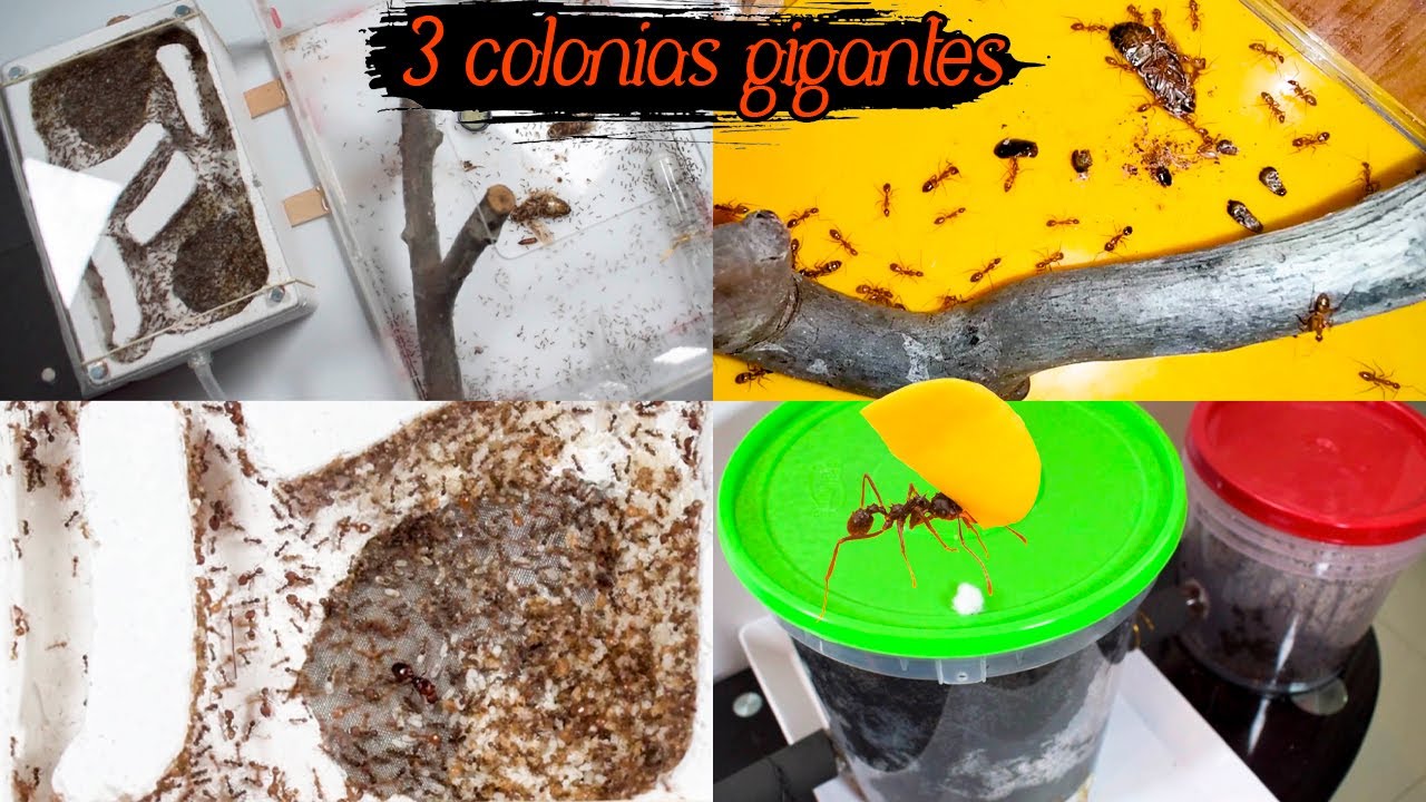 Mis 3 colonias más grandes Pheidole, Camponotus y Acromyrmex