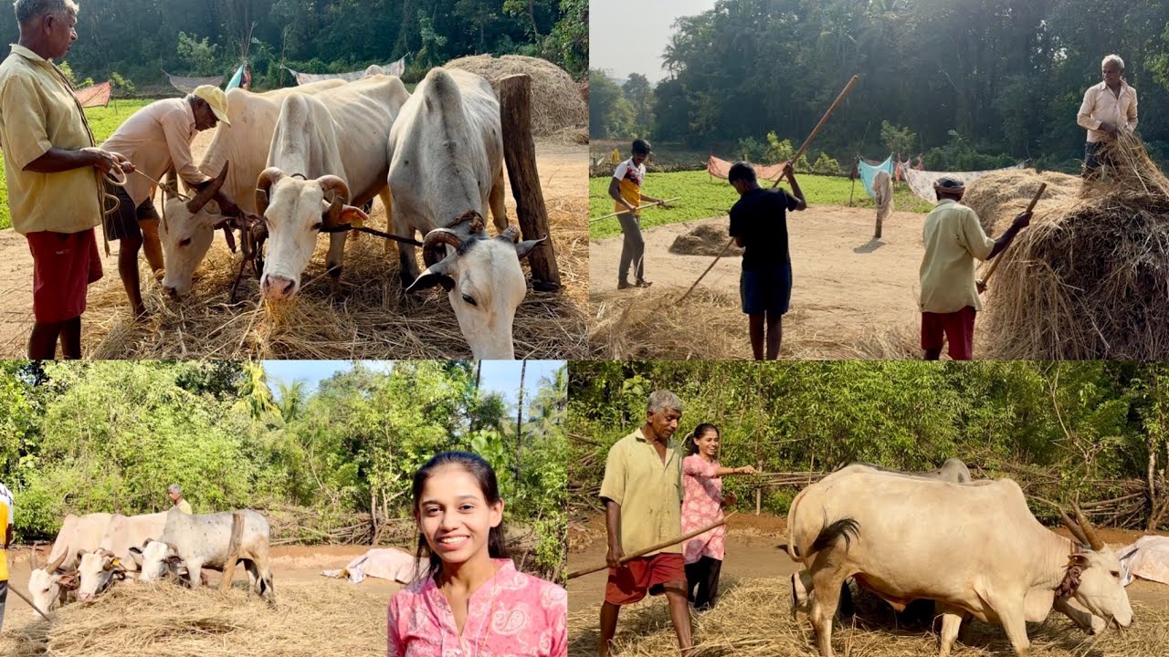 “ही कोकणची पारंपारिक भात मळणी पाहिली आहे का?”🐂🌾✨ #viral #kokanpremi