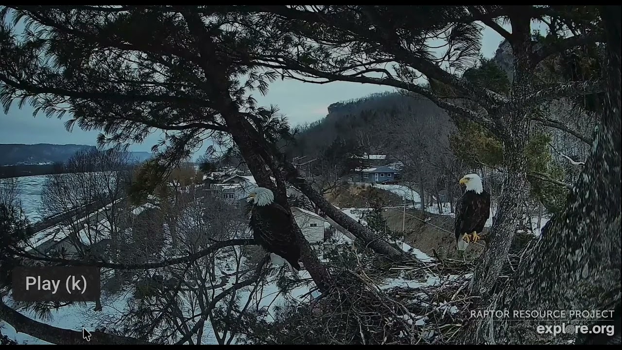 Trempealeau Eagles 2-26-26 Mr & MrsT nestorations, perching, flights, sunrise