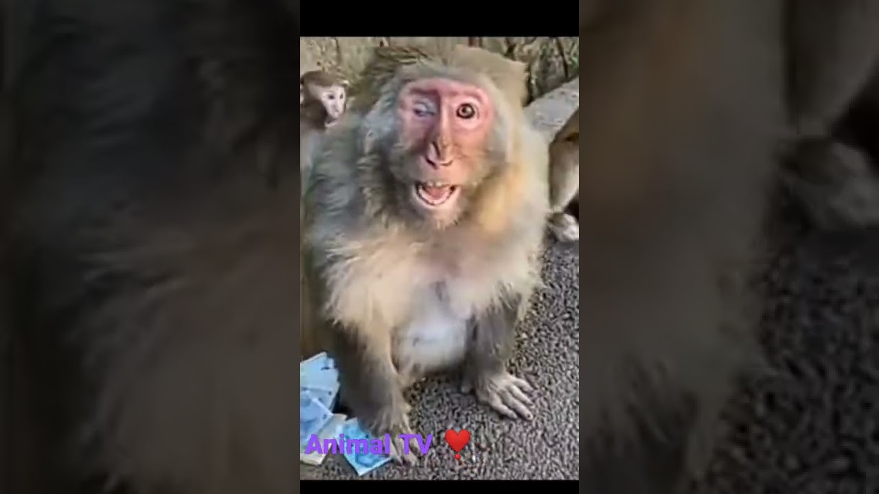 The angry monkey 🐒 #angry #angrymonkey #monkey #monkeys #monkeyvideo #short #shorts #animalTV