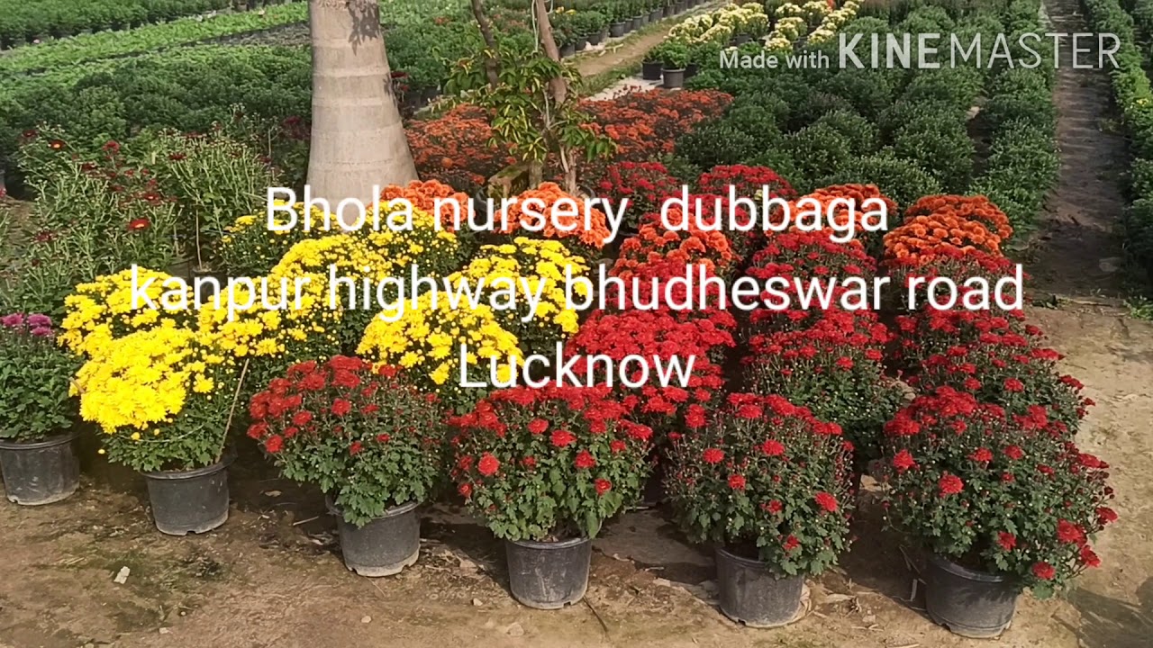#Lucknow Biggest  Nursery Visit# Lucknow Bhola Nursery